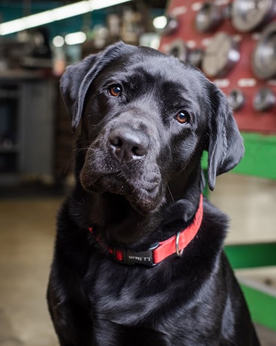 Simon