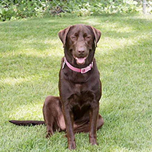 Kona Jo